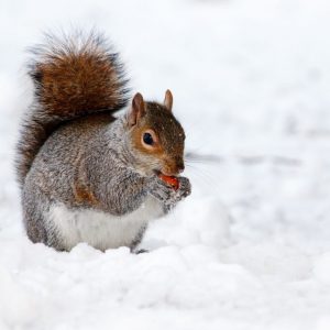 gray-white-and-black-long-coat-4-legged-animal-87769